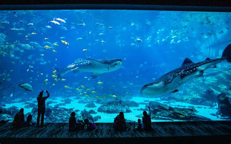 discount tickets georgia aquarium atlanta